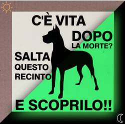 Cartello attenzione cane fosforescente